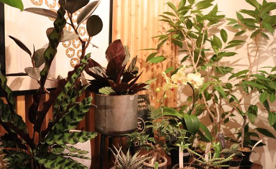胡蝶蘭と観葉植物の通販