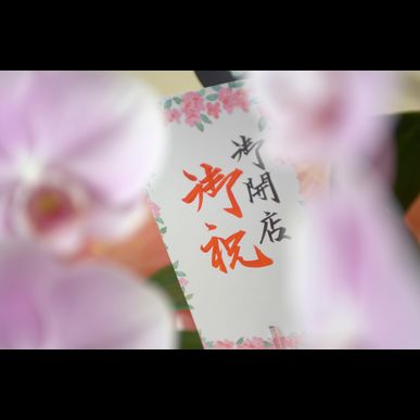 通販でお祝い用の胡蝶蘭をお探しなら当社がおすすめです