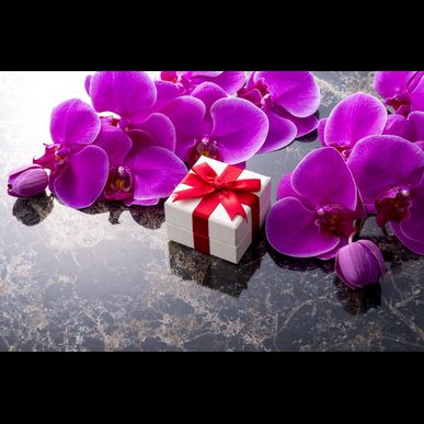 通販で開店祝い用の胡蝶蘭をお求めでしたらEFLAまで