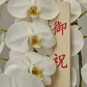 通販で就任祝いに適した胡蝶蘭ならEFLAをご利用ください