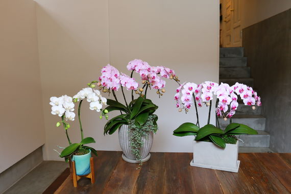 胡蝶蘭デザイン画像