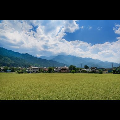 お盆に胡蝶蘭を飾りませんか？