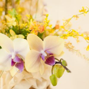お歳暮におすすめの胡蝶蘭は通販サイトEFLAでご覧になれます