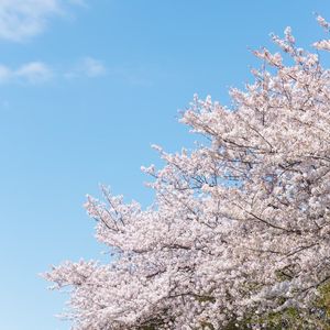 入学のお祝いに人気の胡蝶蘭を贈りませんか？