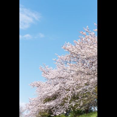 入学のお祝いに人気の胡蝶蘭を贈りませんか？