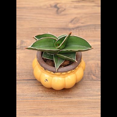 サンスベリア バナナとは 観葉植物 通販で胡蝶蘭をお求めでしたらeflaをお選びください