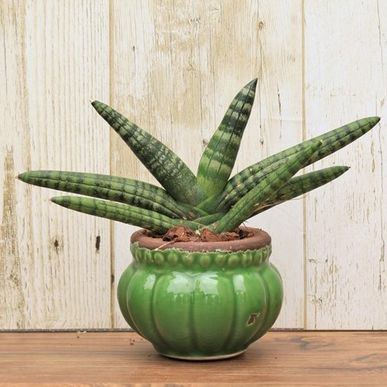 サンスベリア サムライドワーフとは 観葉植物 通販で胡蝶蘭をお求めでしたらeflaをお選びください