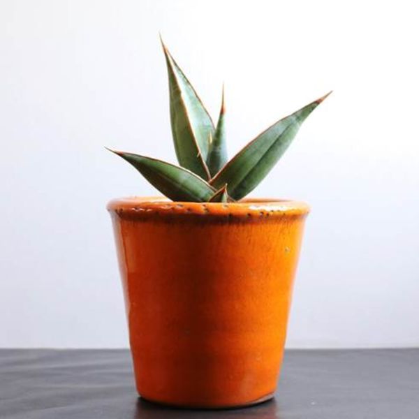 サンスベリア　ピングイキュラとは