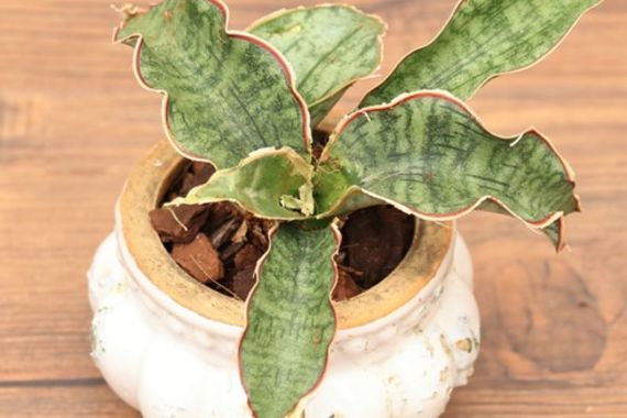 ドラゴンウィングとシルバーブルーとは | 観葉植物 | 通販で胡蝶蘭をお