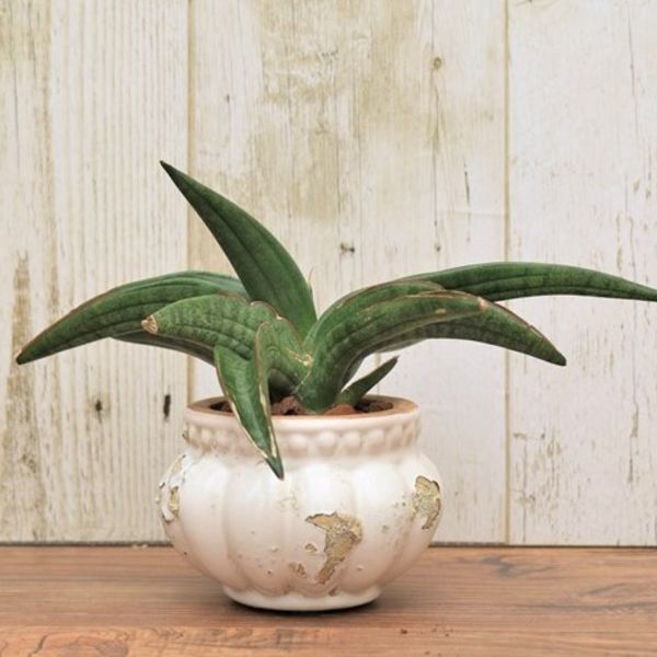 サンスベリア　パテンスとは