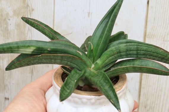 サンスベリア パテンスとは 観葉植物 通販で胡蝶蘭をお求めでしたらeflaをお選びください