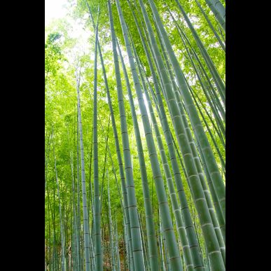 お中元に人気の胡蝶蘭を贈りませんか？
