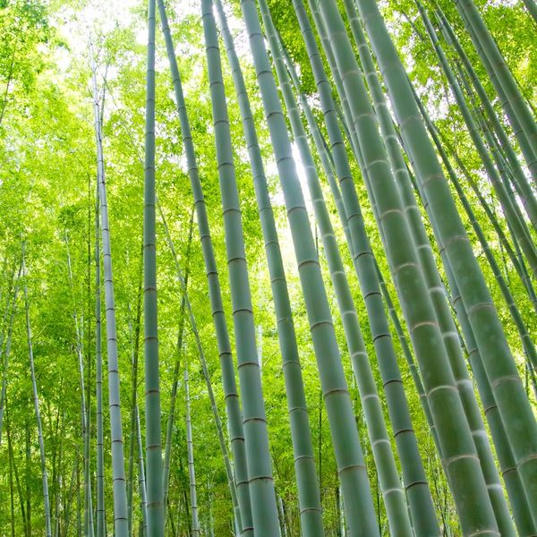お中元に人気の胡蝶蘭を贈りませんか？