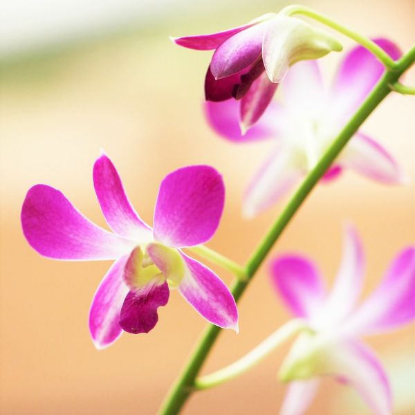 デンドロビューム