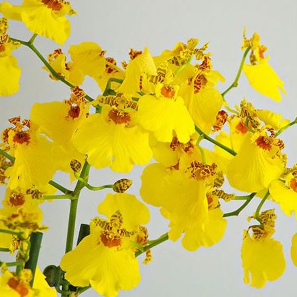 オンシジューム