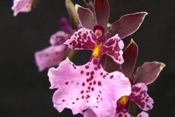 オンシジューム 蘭 通販で胡蝶蘭をお求めでしたらeflaをお選びください