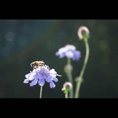 被子植物と裸子植物