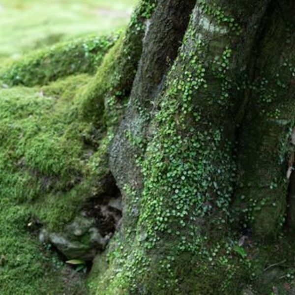 苔類
