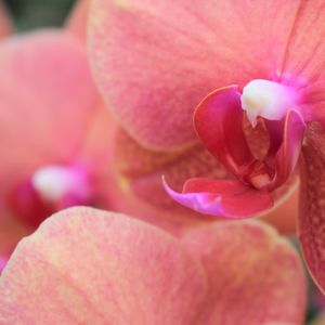 送別会のプレゼントに胡蝶蘭を贈りませんか