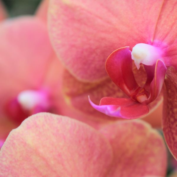 送別会のプレゼントに胡蝶蘭を贈りませんか