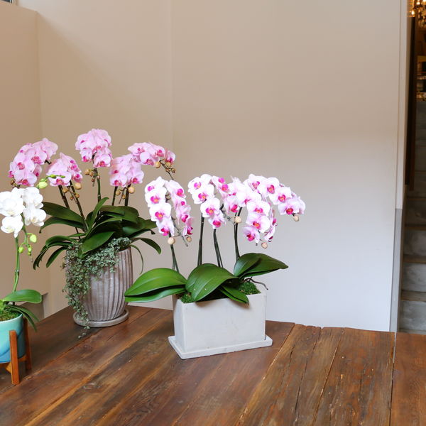 新築祝いに胡蝶蘭をお探しでしたらEFLAをご利用ください