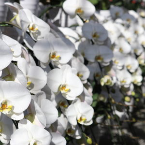 結婚記念日には華やかな胡蝶蘭を贈ってお祝いしませんか