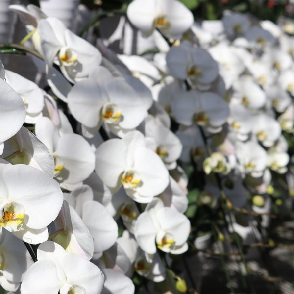 結婚記念日には華やかな胡蝶蘭を贈ってお祝いしませんか